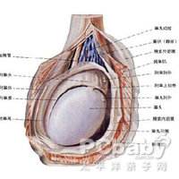 射精后睾丸痛是什么原因的简单介绍