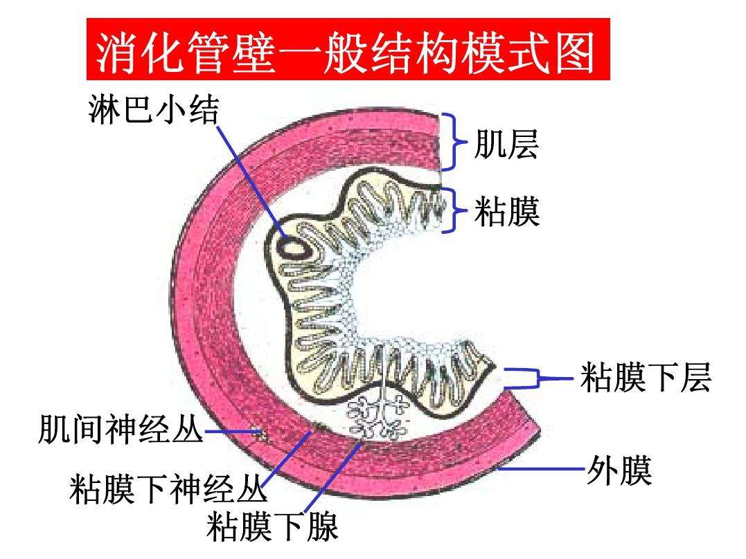 下消化道不包括下消化道