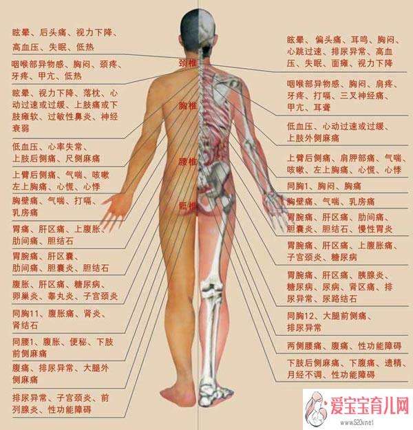人体器官图左侧肋骨下方人体器官图