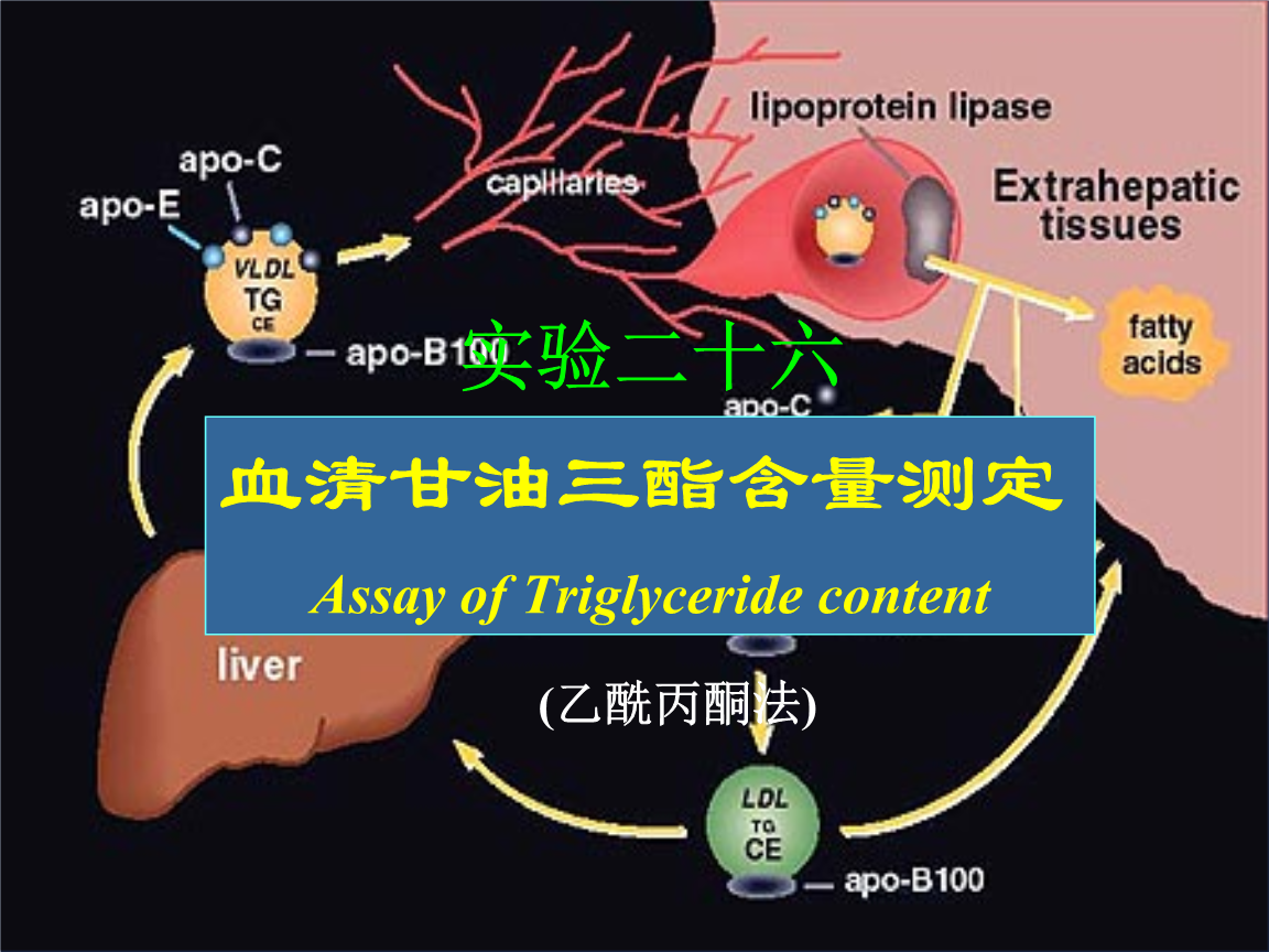 甘油三酯偏高说明什么问题糖尿病人甘油三酯偏高说明什么问题