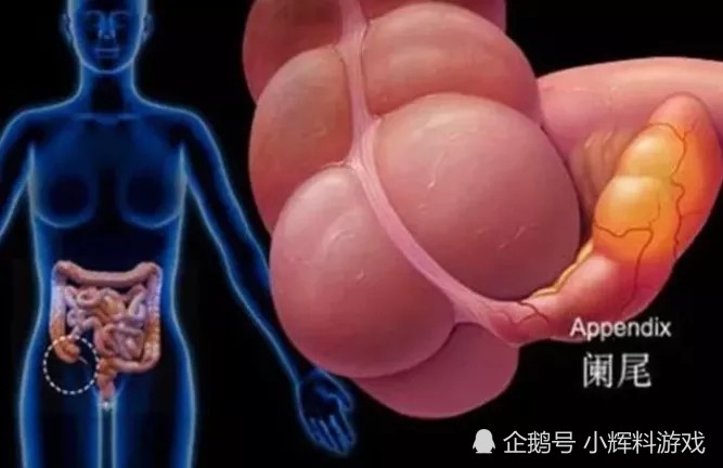 左下腹是什么器官肋骨左下腹是什么器官