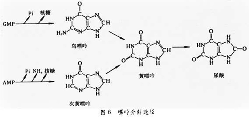 嘌呤是怎么产生的嘌呤代谢紊乱