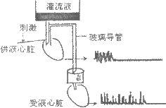 效应器效应器感受器图